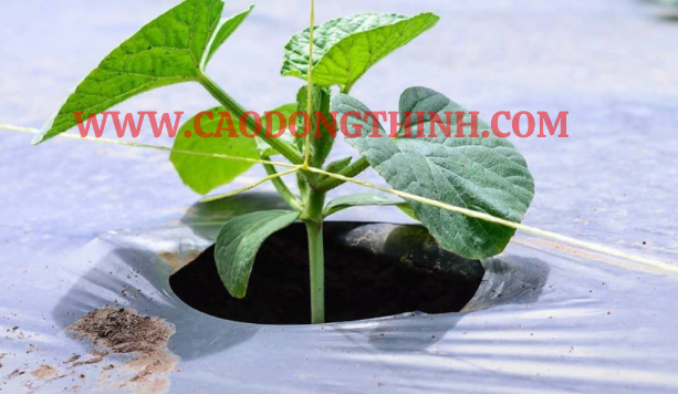 Màng PE phủ nông nghiệp